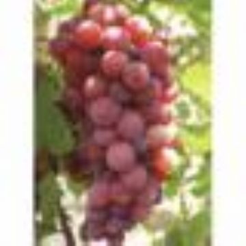 Grape Seed Extract Opc